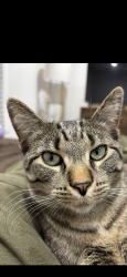 Lost Male Cat last seen Calumet ave, Whiting, IN 46394