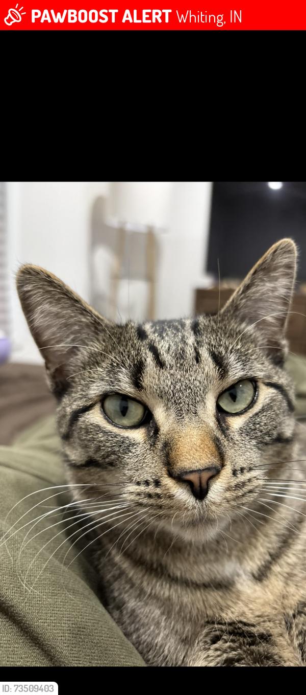 Lost Male Cat last seen Calumet ave, Whiting, IN 46394