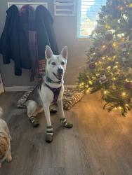 Lost Male Dog last seen Akers, Bakersfield, CA 93309