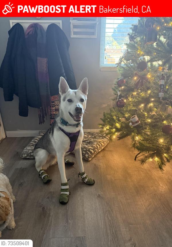 Lost Male Dog last seen Akers, Bakersfield, CA 93309