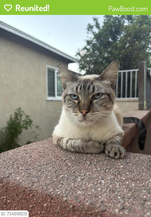 Reunited Male Cat last seen Rosecrans Ave and Bellflower, Bellflower, CA 90706
