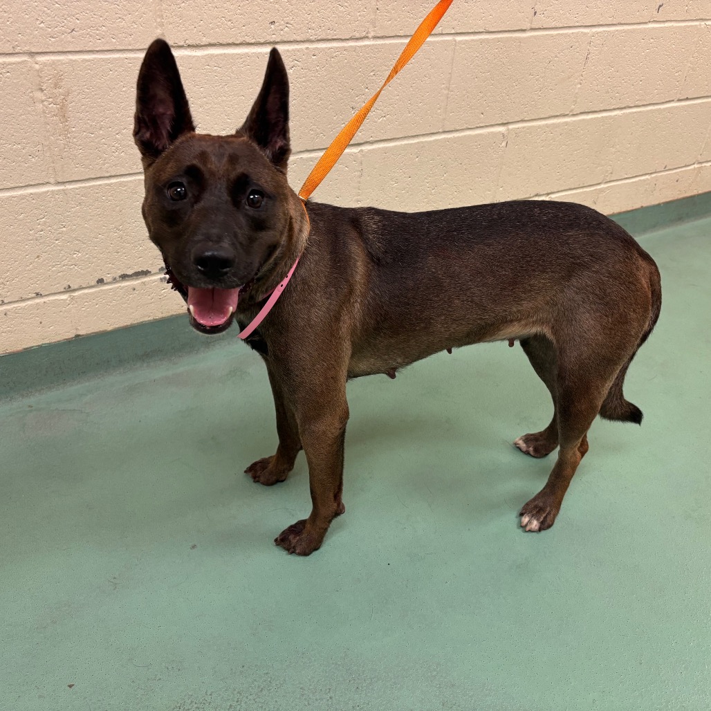 Shelter Stray Female Dog last seen , 2350 Appling City Cove, Memphis, TN 38133, USA
