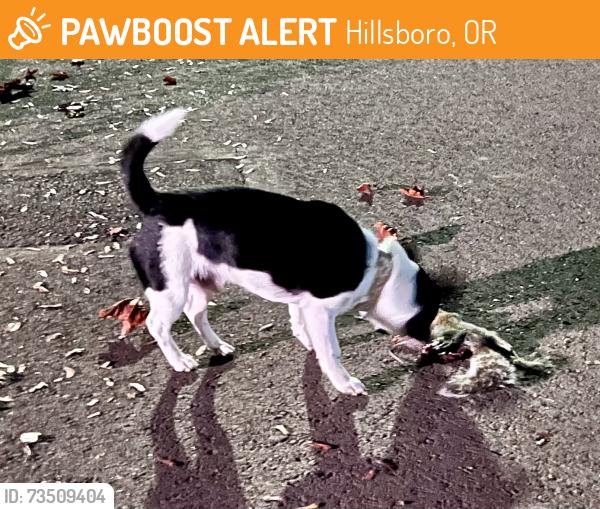 Found/Stray Male Dog last seen Near the grammar school, Hillsboro, OR 97123