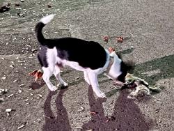 Found/Stray Male Dog last seen Near the grammar school, Hillsboro, OR 97123