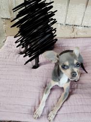 Lost Female Dog last seen Sterlingshire st, Cheeves Dr, off Bigwood st, east little york hmstd, Houston tx 77016, Houston, TX 77078