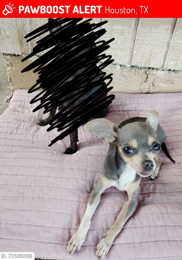 Lost Female Dog last seen Sterlingshire st, Cheeves Dr, off Bigwood st, east little york hmstd, Houston tx 77016, Houston, TX 77078