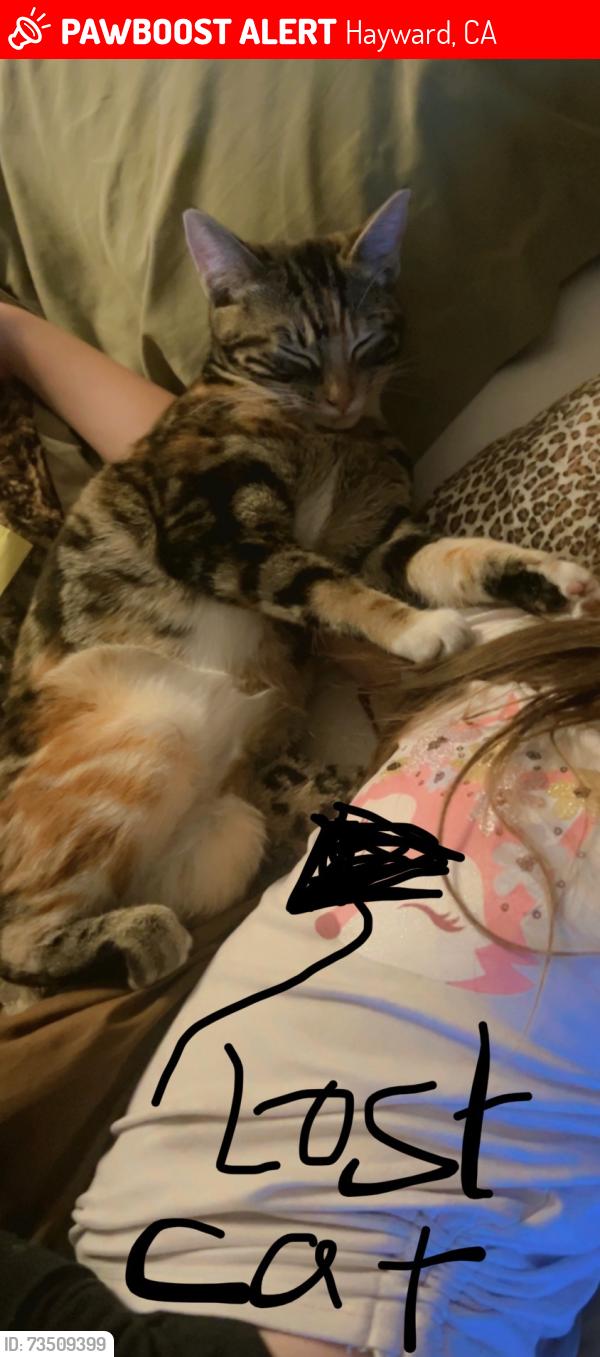 Lost Female Cat last seen Gainsburg, Hayward, CA 94545