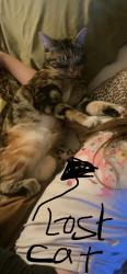 Lost Female Cat last seen Gainsburg, Hayward, CA 94545
