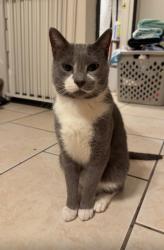Reunited Male Cat last seen Tuggle ives dr, Gwinnett County, GA 30519