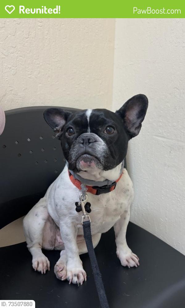 Reunited Female Dog last seen Kingswood & Crestview, Pittsburg, CA 94565