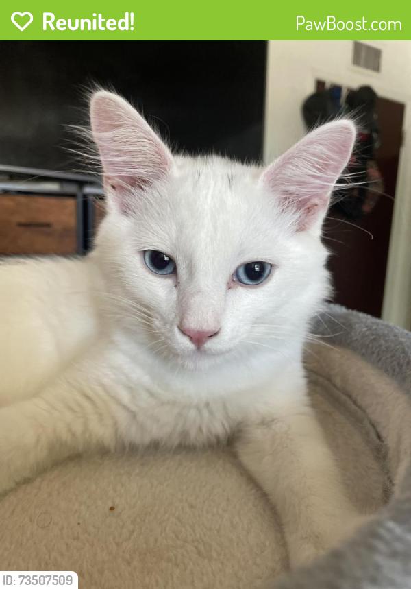 Reunited Male Cat last seen gazette ave canoga park, Los Angeles, CA 91306