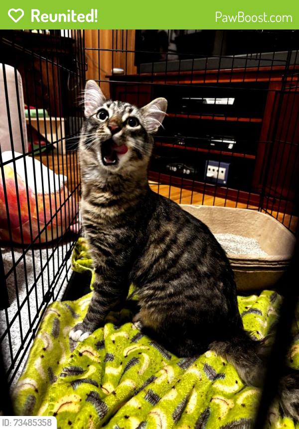Reunited Unknown Cat last seen 180th st sw/Olympic view drive, Lynnwood, WA 98037