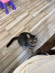 Lost Male Cat last seen Inglewood ave and 135th, Hawthorne, CA 90250