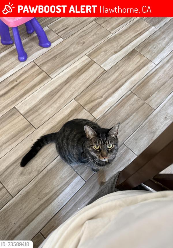 Lost Male Cat last seen Inglewood ave and 135th, Hawthorne, CA 90250