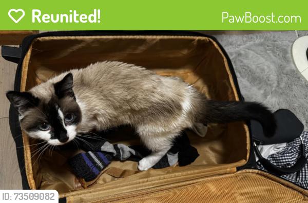 Reunited Female Cat last seen Near Acadia drive, Saskatoon, SK 