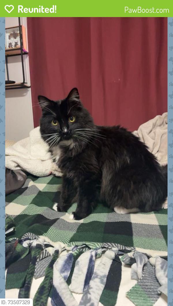 Reunited Male Cat last seen Harrison Avenue Cincinnati ohio, Cincinnati, OH 45211