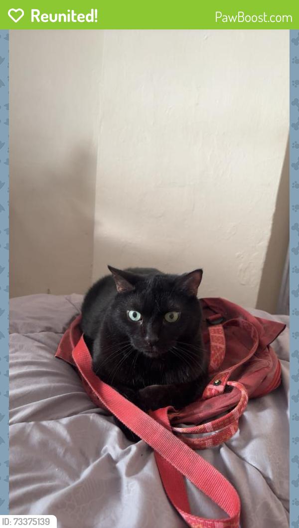 Reunited Male Cat last seen milwaukee school of engineering, Milwaukee, WI 53202