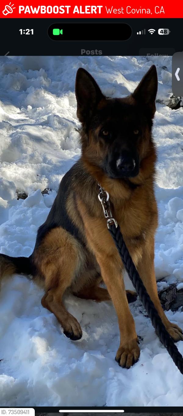 Lost Male Dog last seen West Covina Pkwy and Sunset, West Covina, CA 91790