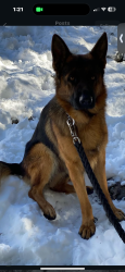 Lost Male Dog last seen West Covina Pkwy and Sunset, West Covina, CA 91790