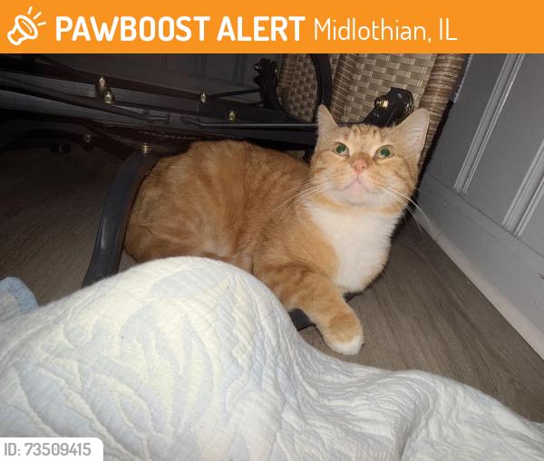 Found/Stray Male Cat last seen Midlothian IL, Midlothian, IL 60445