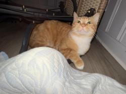 Found/Stray Male Cat last seen Midlothian IL, Midlothian, IL 60445
