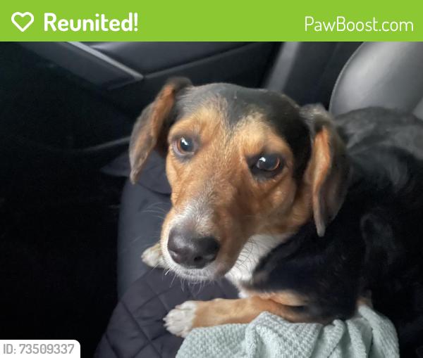Reunited Female Dog last seen Redlands st by park, Perris, CA 92572