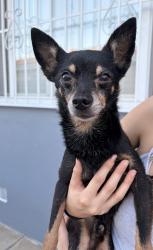 Found/Stray Male Dog last seen near the ARCO on prairie and rosecrans, Hawthorne, CA 90250