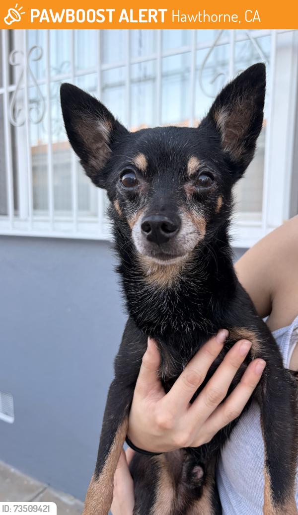 Found/Stray Male Dog last seen near the ARCO on prairie and rosecrans, Hawthorne, CA 90250