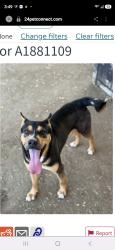 Lost Male Dog last seen Mission and Rubidox Blvd, Jurupa Valley, CA 92509