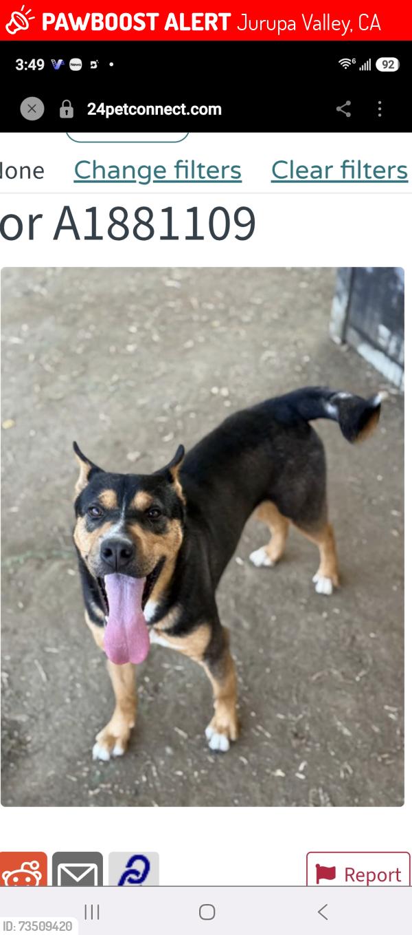 Lost Male Dog last seen Mission and Rubidox Blvd, Jurupa Valley, CA 92509