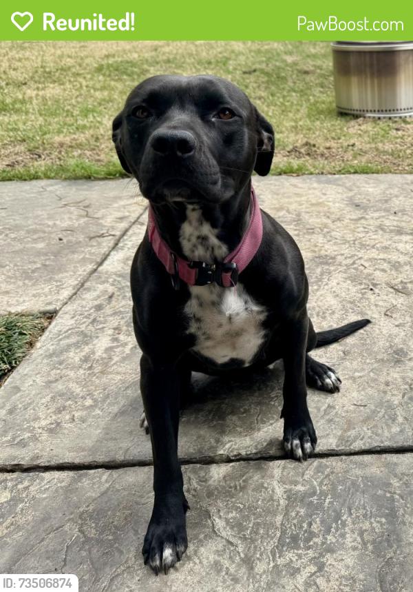 Reunited Female Dog last seen Locke Rd., Millington, Shelby County, TN 38053
