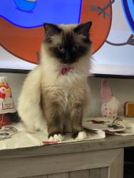 Lost Female Cat last seen Girty road Shelocta pa, South Bend Township, PA 15774