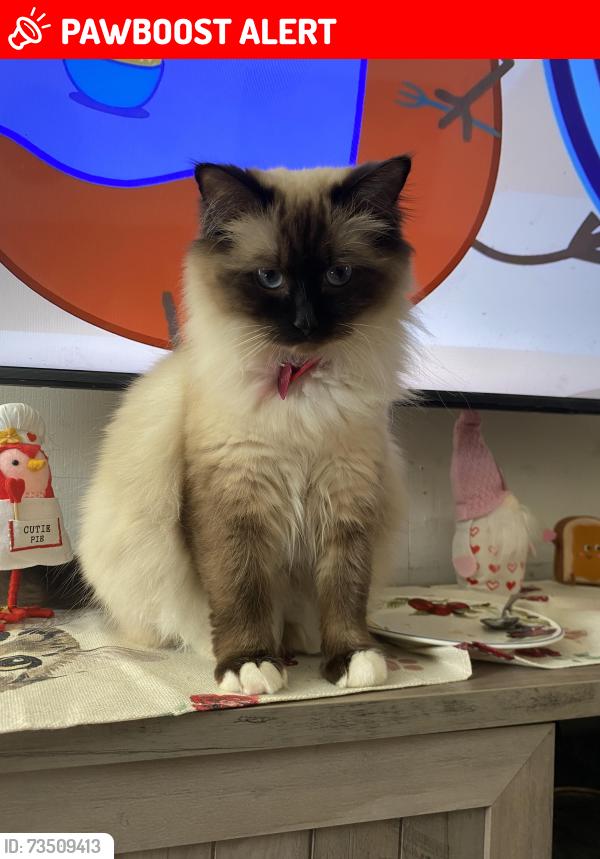 Lost Female Cat last seen Girty road Shelocta pa, South Bend Township, PA 15774
