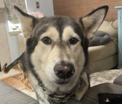 Reunited Male Dog last seen Golden given rd e and brookdale rd e, Parkland, WA 98445