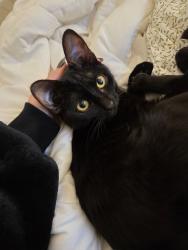 Found/Stray Female Cat last seen Queen Creek & Ocotillo, Queen Creek, AZ 85242