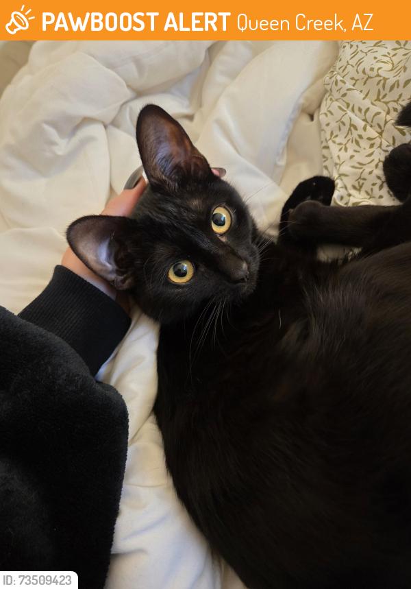 Found/Stray Female Cat last seen Queen Creek & Ocotillo, Queen Creek, AZ 85242