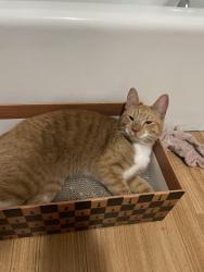 Found/Stray Female Cat last seen 27th and Wallace, Chicago, IL 60616