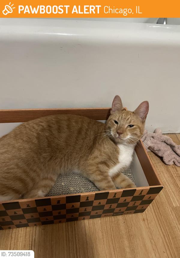 Found/Stray Female Cat last seen 27th and Wallace, Chicago, IL 60616