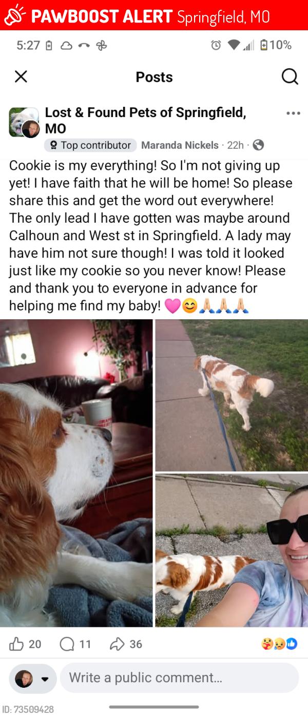 Lost Male Dog last seen Jefferson St and Seminole, Springfield, MO 65806
