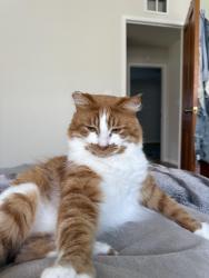 Lost Male Cat last seen J street, Chula Vista, CA 91910