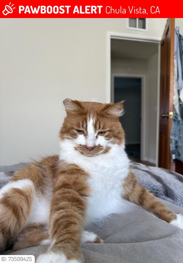 Lost Male Cat last seen J street, Chula Vista, CA 91910