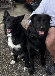 Lost Male Dog last seen Ashley road, Chermside West, QLD 
