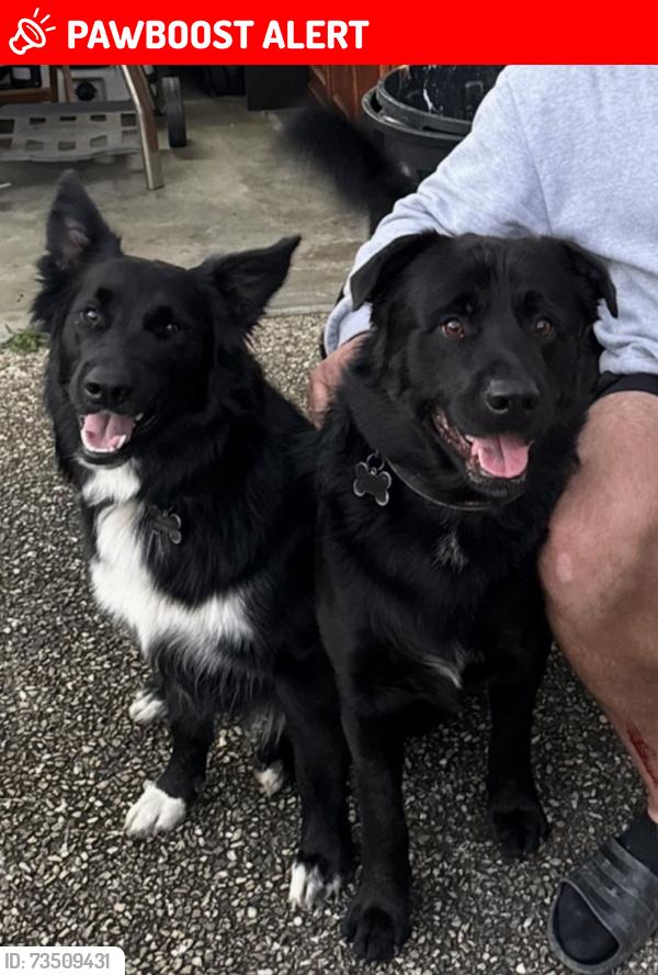 Lost Male Dog last seen Ashley road, Chermside West, QLD 
