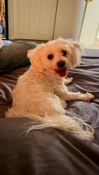 Reunited Male Dog last seen 62nd & Binford, Indianapolis, IN 46220