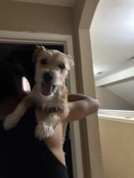 Reunited Male Dog last seen Arlington, Arlington, TX 76001