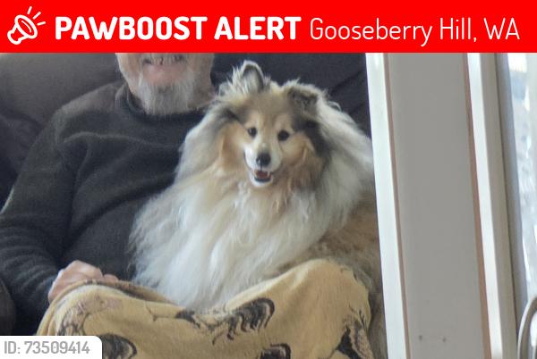 Lost Male Dog last seen Watsonia rd gooseberry hills wa, Gooseberry Hill, WA 6076