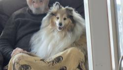 Lost Male Dog last seen Watsonia rd gooseberry hills wa, Gooseberry Hill, WA 6076