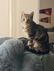 Reunited Female Cat last seen Avanti apmts, Anaheim, CA 92805