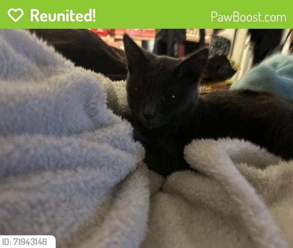 Reunited Female Cat last seen Gettysburg, Hayward, CA 94545