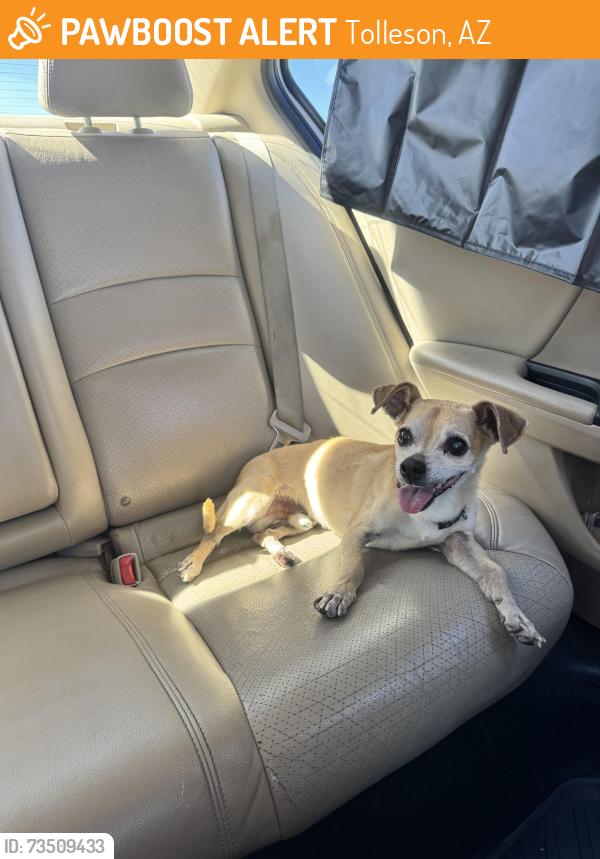 Found/Stray Male Dog last seen Near ave and Van Buren, Tolleson, AZ 85353